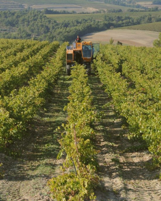 Les vendanges